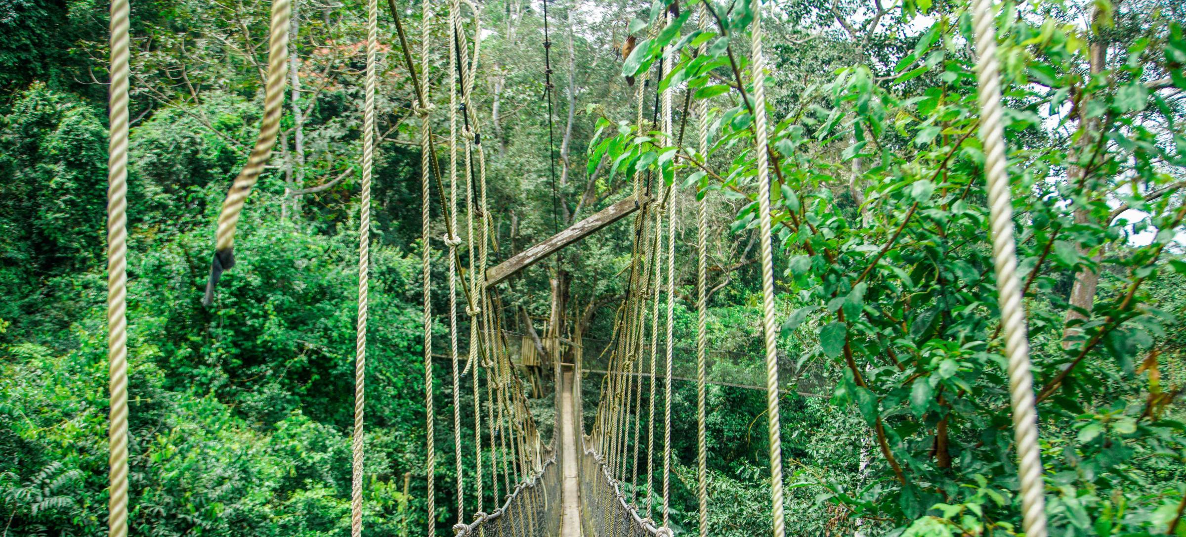 The rope canopy walkway stretching through the treetops at Kakum National Park, Ghana